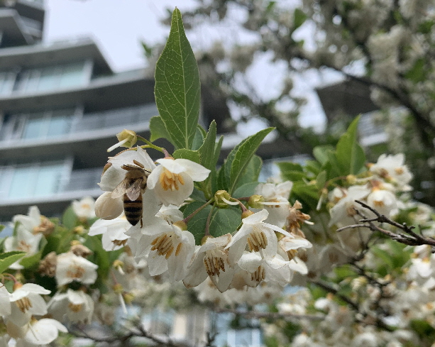 Apis Mellifera on Japanese Snowbell (Styrax Japonica)