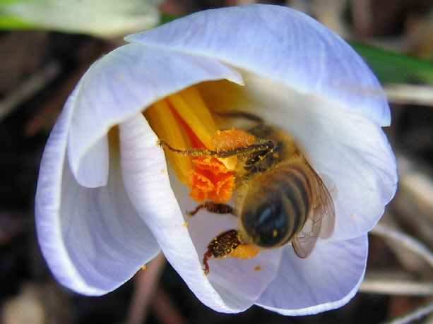 Apis Mellifera on Crocus