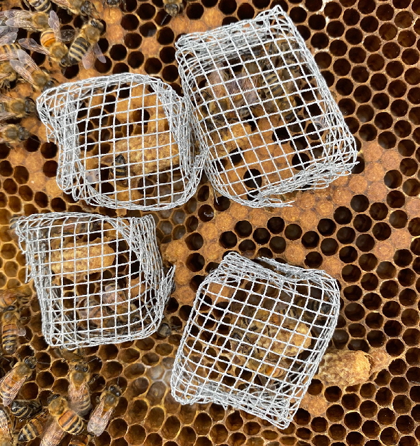 Just in time...... Anybody need a queen?