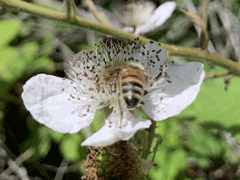 Apis-Mellifera-on-Blackberr