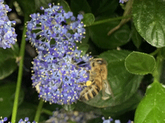 Apis-Mellifera-on-Cal-Lilac