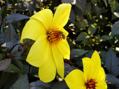 Apis-Mellifera-on-Dahlia