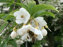 Apis-Mellifera-on-Japanese-