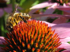 Apis-mellifera-on-Echinacea