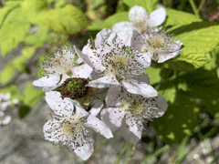 Blackberry