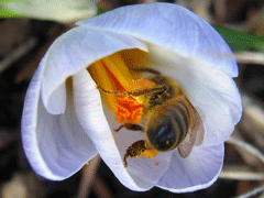Honeybee-in-Crocus-(2)