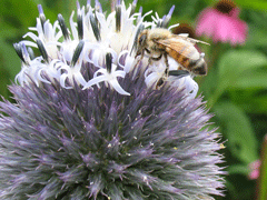 Honeybee-on-Echinops-2
