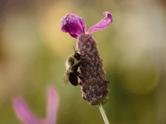 bumble-bee-on-lavender