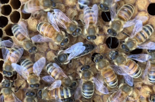 Queen and her entourage - A short term visiter from Hawaii
