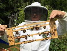                  Grafted Queen Cells 2018
