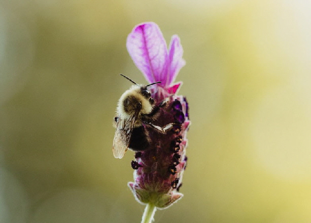 Bumblebee on Lavendula Stoechas (French Lavender)